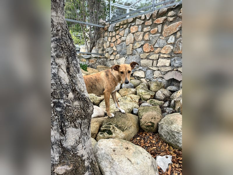 Roupi sucht ein Zuhause