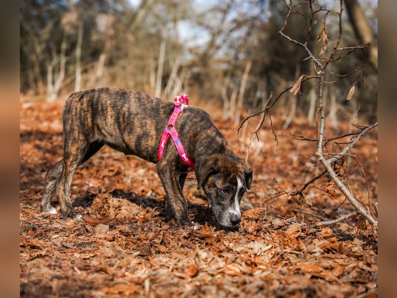 Liva in Berlin auf Pflegestelle