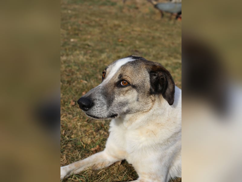 Liebevoller Hund REX sucht sein Zuhause!