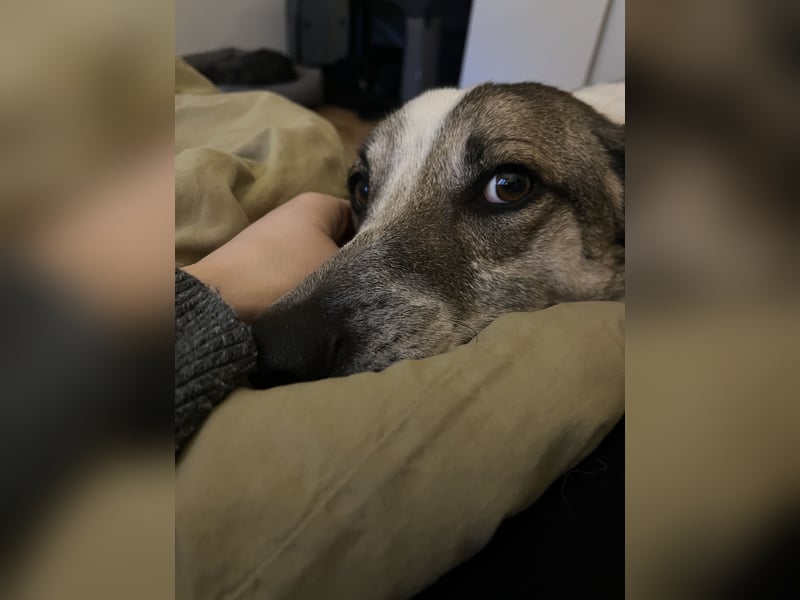 Liebevoller Hund REX sucht sein Zuhause!