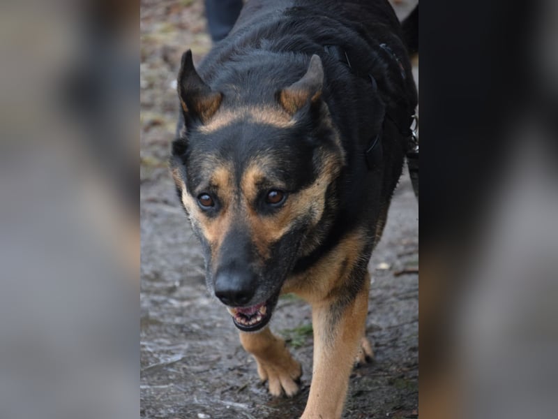 Unkomplizierte Hündin COURTNEY sucht liebevolles Zuhause