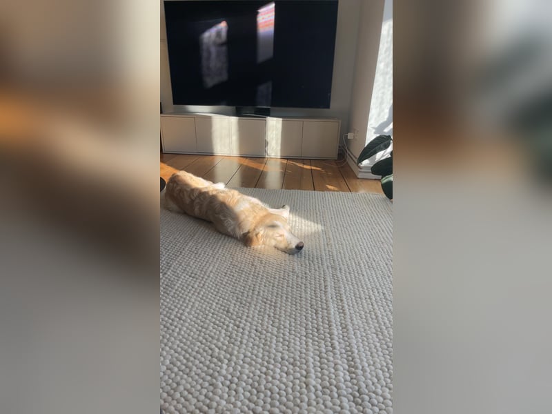 Toni sucht ein neues Zuhause - sensibler Herzenshund mit großem Potenzial