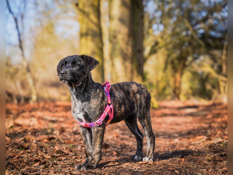 Susi in Berlin auf Pflegestelle