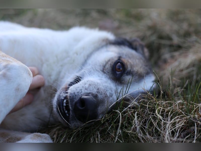Liebevoller Hund REX sucht sein Zuhause!