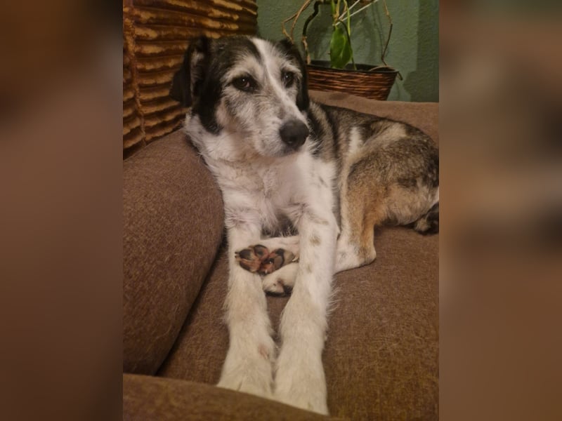 Menschenfreundlicher Rüde STEVIE sucht sein Zuhause!