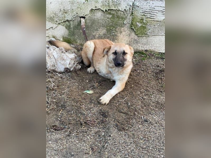 Arielle – unser fröhlich-aktives Dreibeinchen