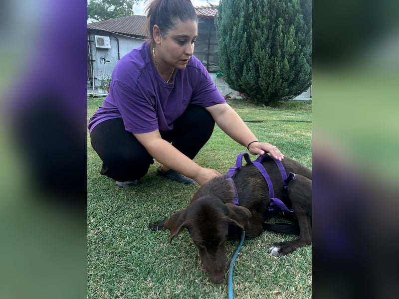 MOLLY sucht ein Zuhause