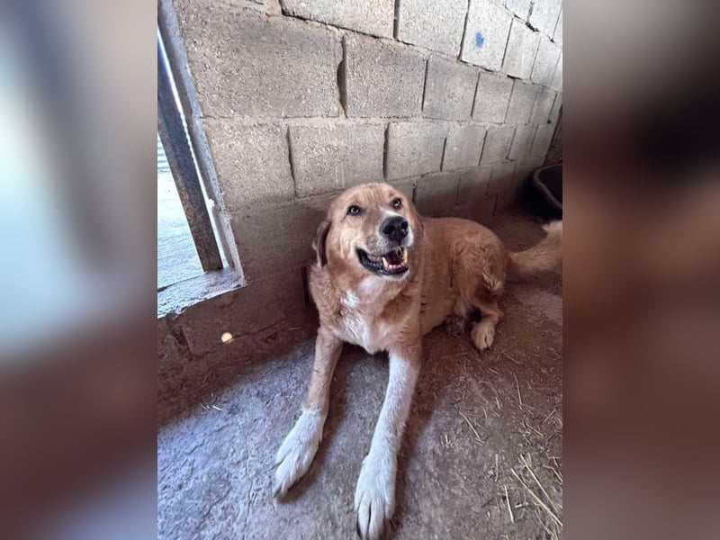 SEBASTIAN sucht ein Zuhause