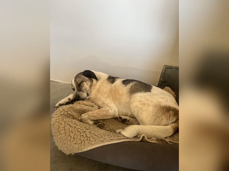 Liebevoller Hund REX sucht sein Zuhause!