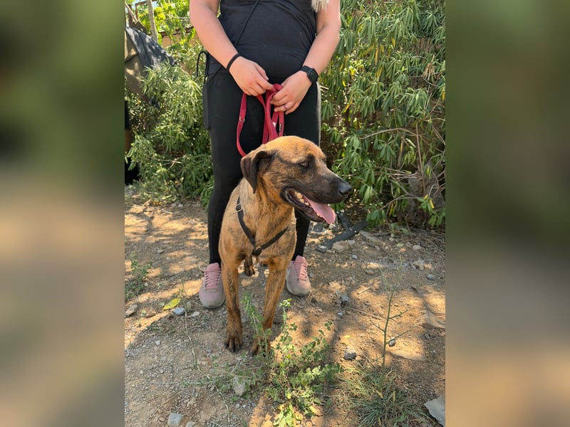 Aufgeweckter super lieber Bruno!