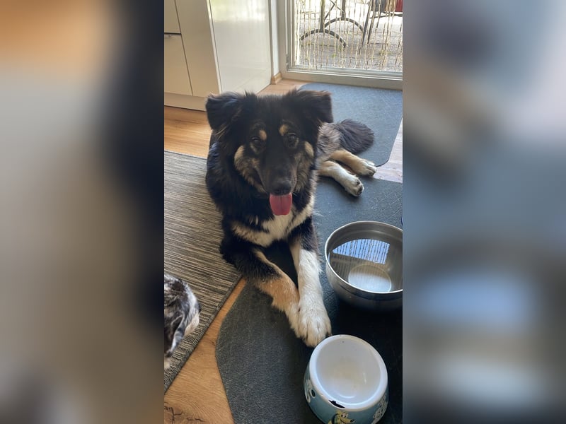 Fejella sucht ein Zuhause