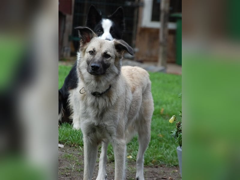 Lilly in 41334 Nettetal sucht dringend eine Pflege- oder Endstelle