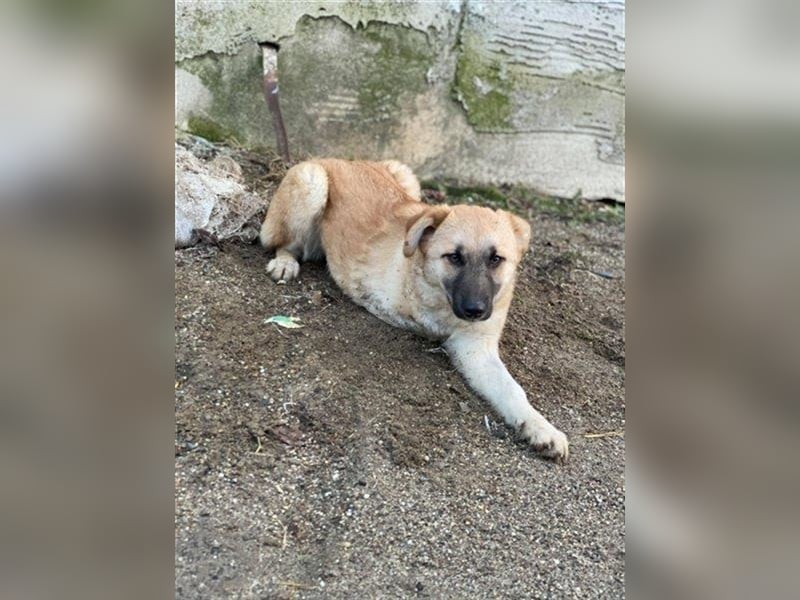 Arielle – unser fröhlich-aktives Dreibeinchen