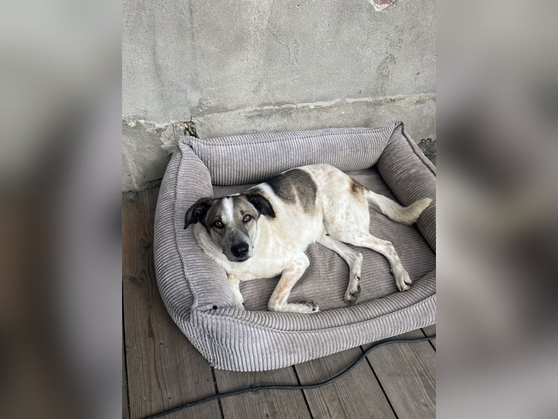 Liebevoller Hund REX sucht sein Zuhause!