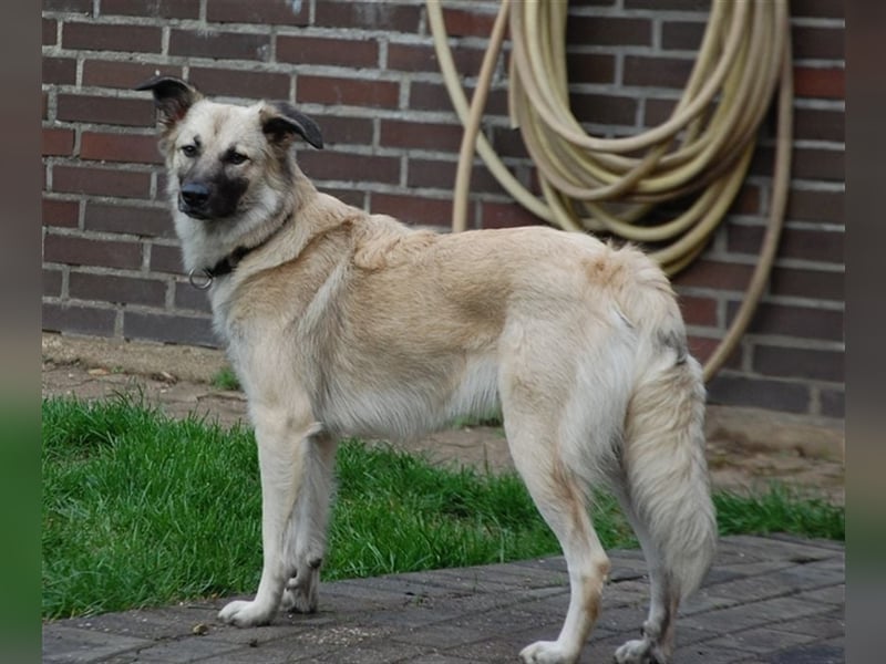 Lilly in 41334 Nettetal sucht dringend eine Pflege- oder Endstelle