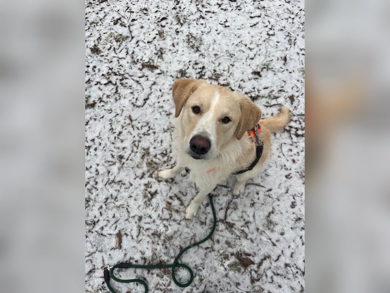 Toni sucht ein neues Zuhause - sensibler Herzenshund mit großem Potenzial