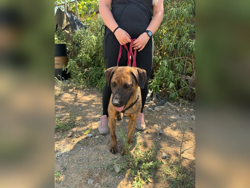 Aufgeweckter super lieber Bruno!