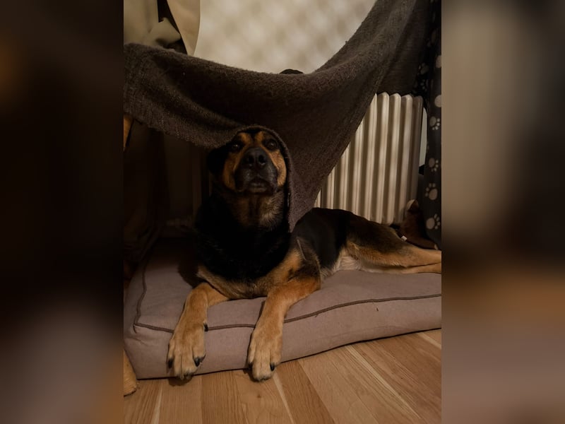 Unkomplizierte Hündin COURTNEY sucht liebevolles Zuhause