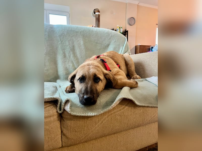 Emio in Berlin auf Pflegestelle