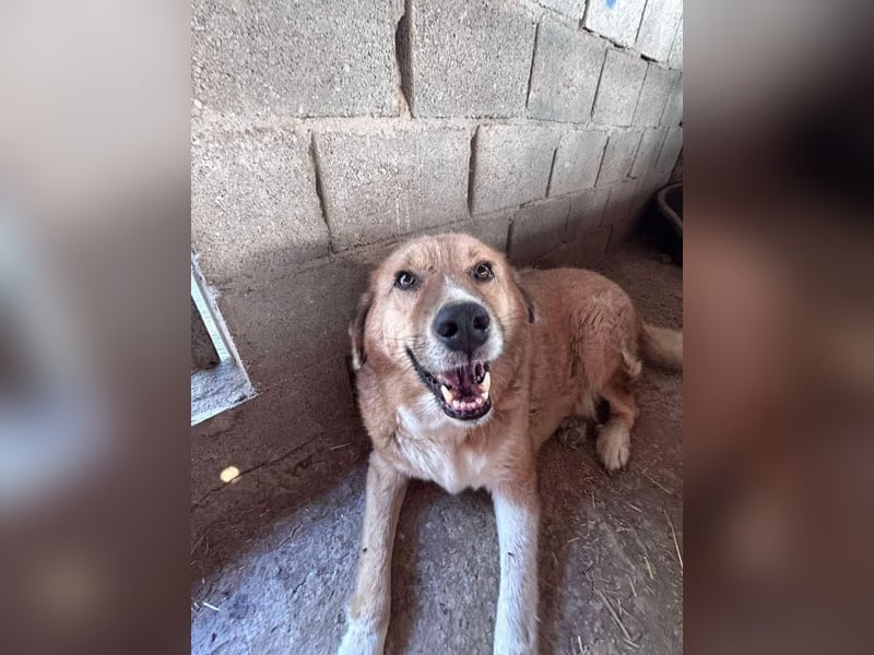 SEBASTIAN sucht ein Zuhause