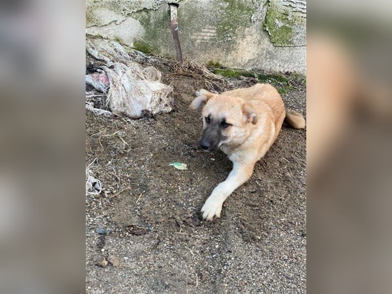 Arielle – unser fröhlich-aktives Dreibeinchen