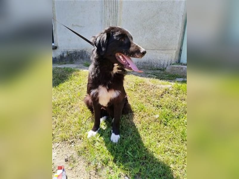Karel  unkomplizierter Prachtkerl und Vorzeigehund