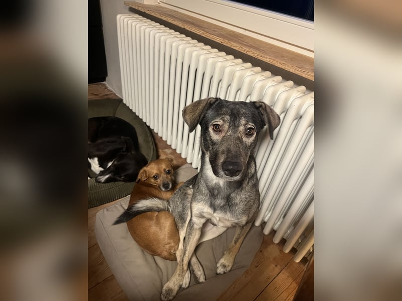 Junghund MORITZ (Tierschutzhund) sucht sein Zuhause!