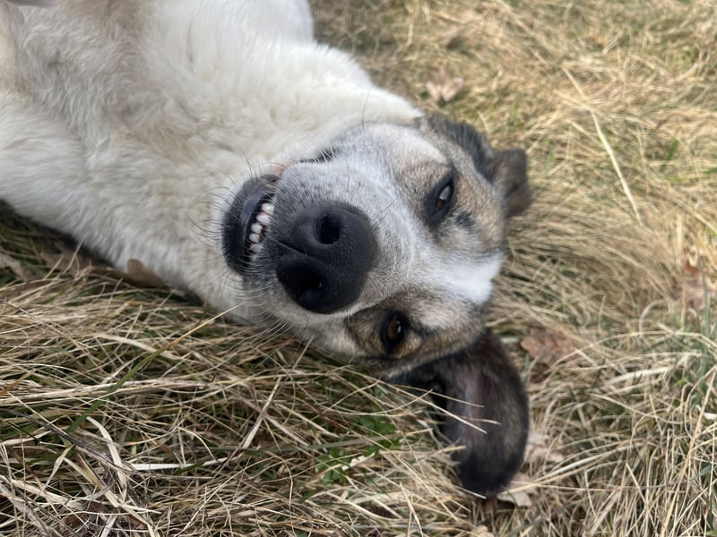 Liebevoller Hund REX sucht sein Zuhause!