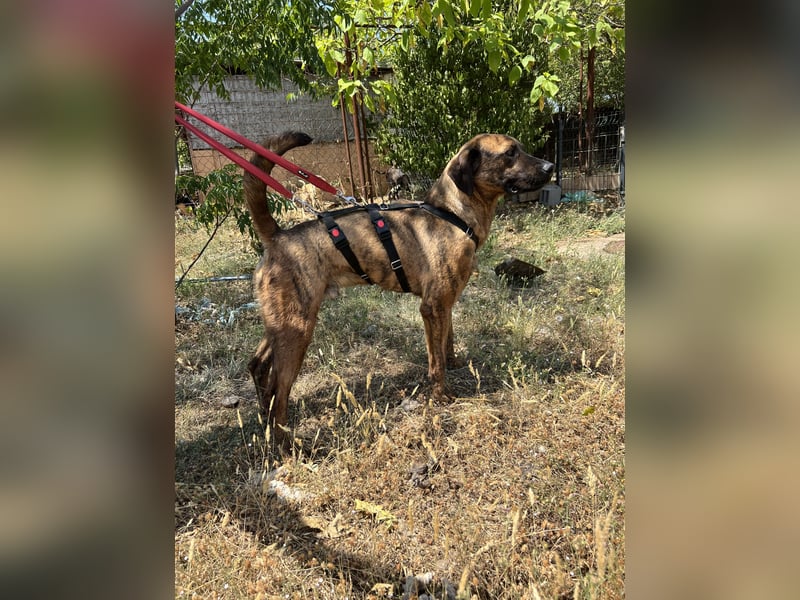 Aufgeweckter super lieber Bruno!