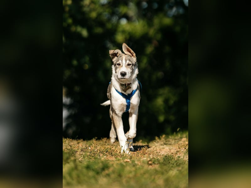 Fröhlicher Bimka sucht seine Familie