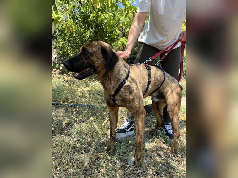 Aufgeweckter super lieber Bruno!