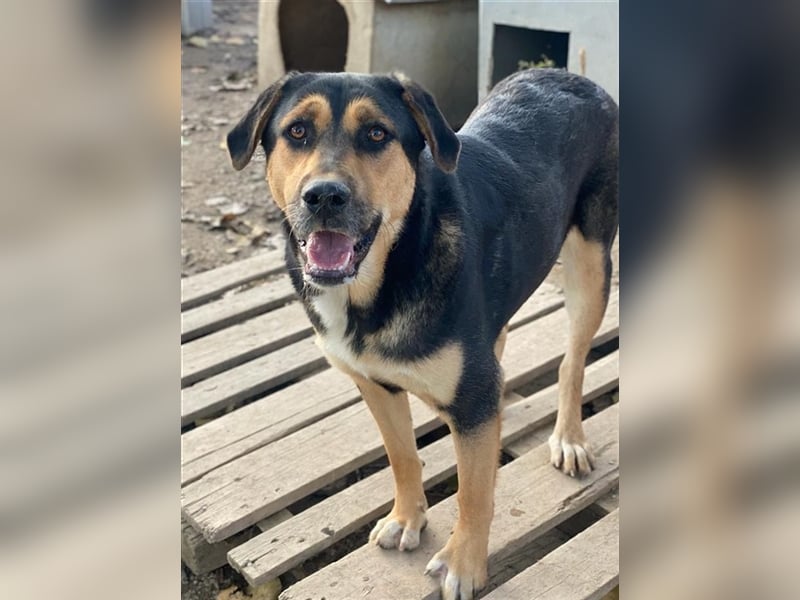 Eppo, geb. ca. 11/2022, lebt in GRIECHENLAND, im städt. Tierheim Serres