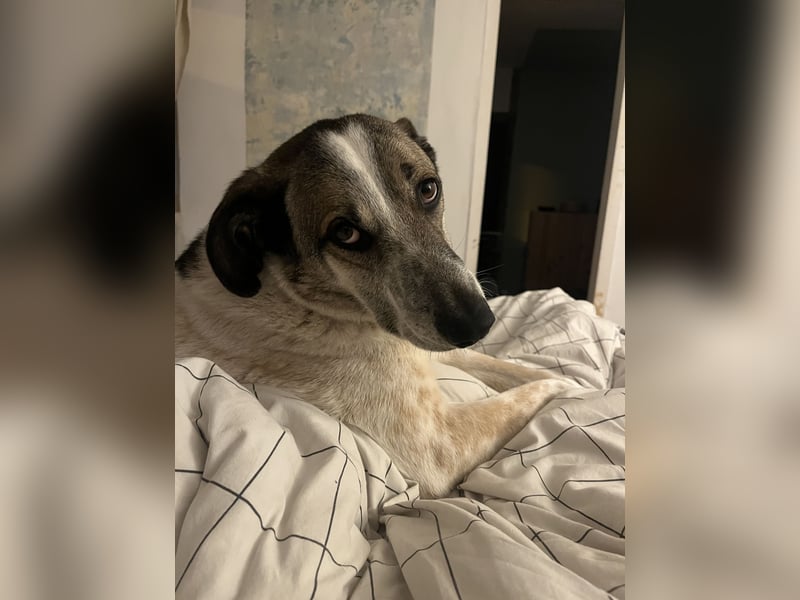 Liebevoller Hund REX sucht sein Zuhause!