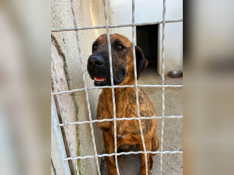 Aufgeweckter super lieber Bruno!