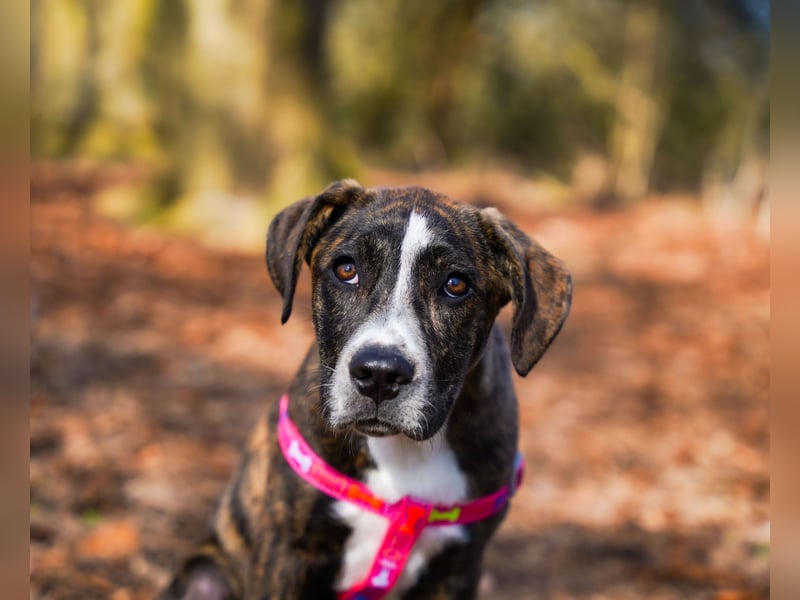 Liva in Berlin auf Pflegestelle