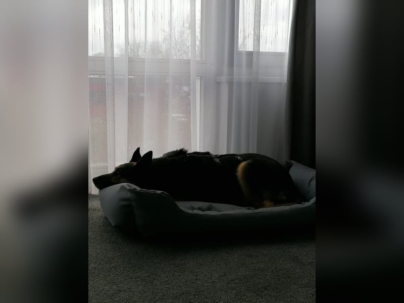 Unkomplizierte Hündin COURTNEY sucht liebevolles Zuhause