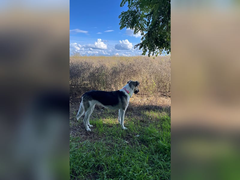 New Home for Luffy FOR FREE