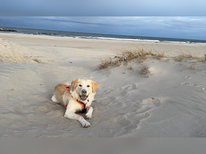 Toni sucht ein neues Zuhause - sensibler Herzenshund mit großem Potenzial