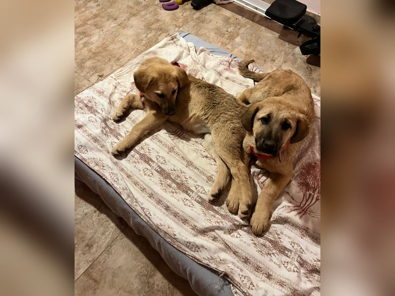 Emio in Berlin auf Pflegestelle