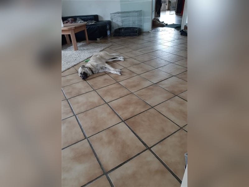 Lilly in 41334 Nettetal sucht dringend eine Pflege- oder Endstelle
