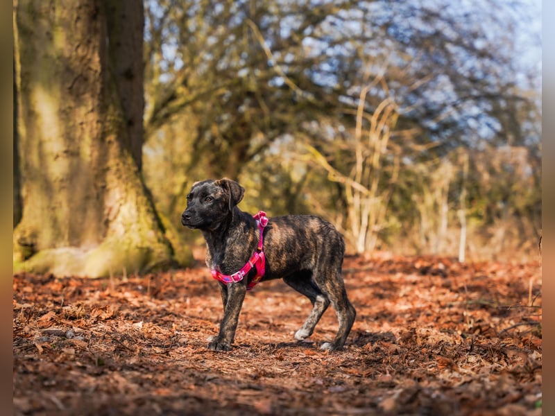 Susi in Berlin auf Pflegestelle