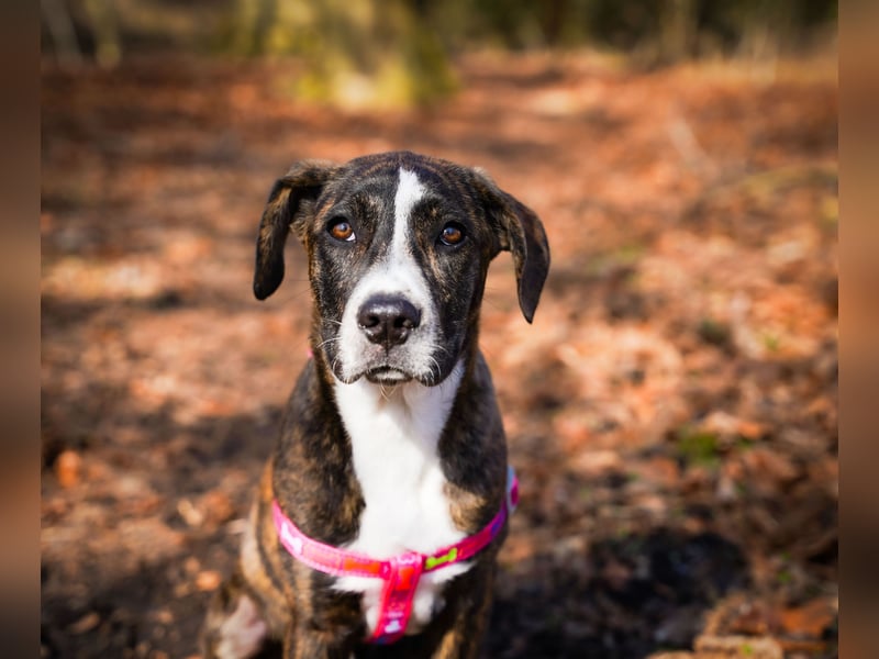 Liva in Berlin auf Pflegestelle