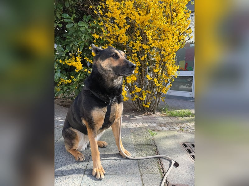 Unkomplizierte Hündin COURTNEY sucht liebevolles Zuhause