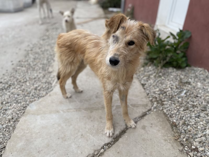 TUULI sucht ein zu Hause