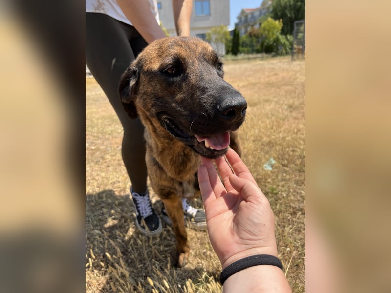 Aufgeweckter super lieber Bruno!