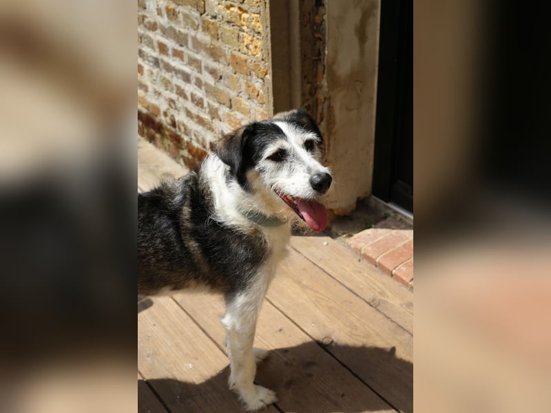 Verschmuster Rüde STEVIE sucht sein Zuhause!