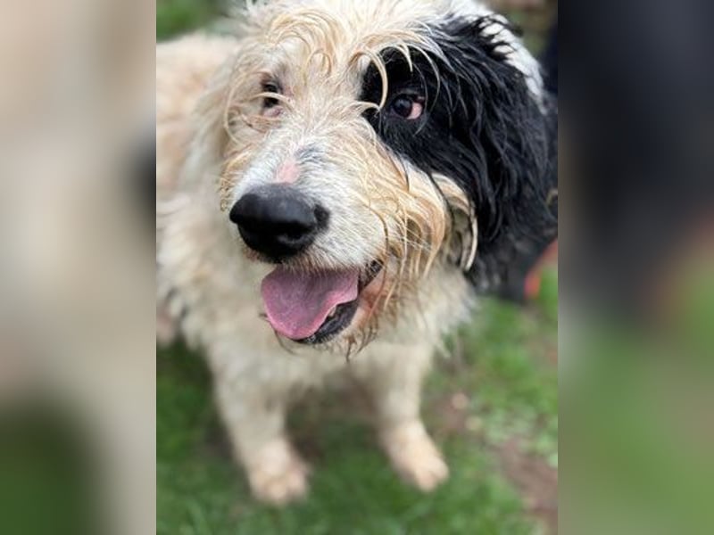 Rika - weiblich kastriert - geboren 2019