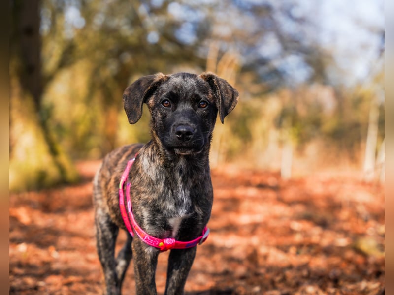 Susi in Berlin auf Pflegestelle