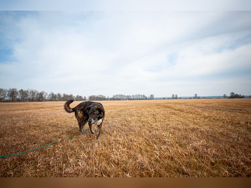 Verschmuster Rüde Rudy sucht sein Zuhause!