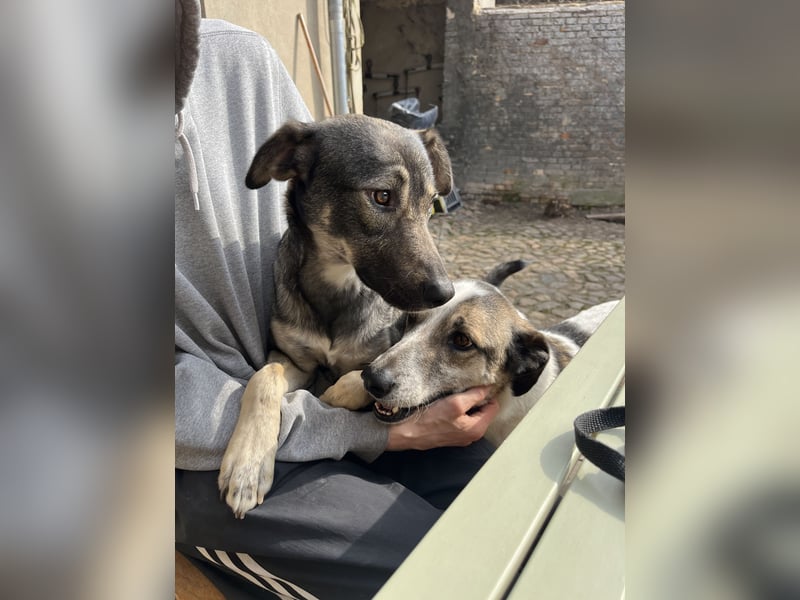 Liebevoller Hund REX sucht sein Zuhause!
